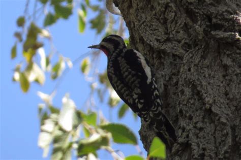 Utah Bird Records Committee - Sighting Record