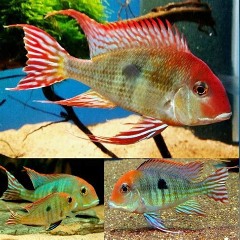 Aquarium Central - Synspilum Cichlid (Vieja melanura) 7cm - Aquarium Central