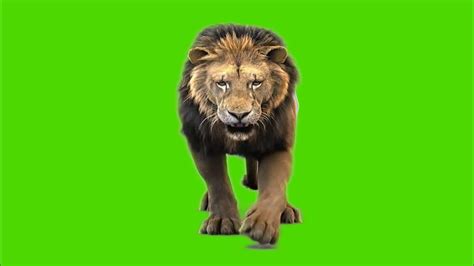 Lion green screen | lion green screen video | lion green screen real ...