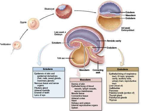 5.13 Primary Germ Layers and Their Derivatives | Serous membrane, Body ...