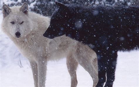 Black And White Wolf Pups