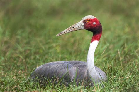 Around the World in 15 Cranes | Audubon