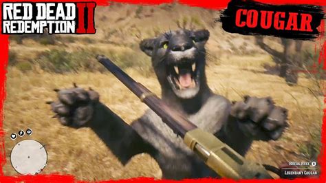 RDR2 Hunting Legendary COUGAR / First person Cougar Attack Gameplay 🤠🤠🤠 ...