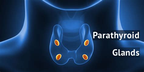 5 Things You Probably Didn't Know About Your Parathyroid Glands