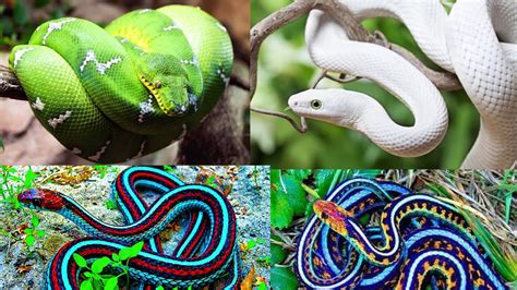 7 Most Beautiful Rare Snakes in the World - AMRIT CREATIVITY