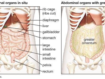 Abdominal cavity | anatomy | Britannica