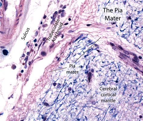 Spinal Cord Meninges Histology