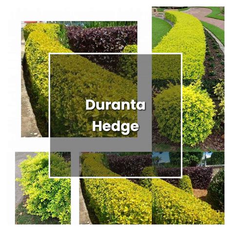 How to Grow Duranta Hedge - Plant Care & Tips | NorwichGardener