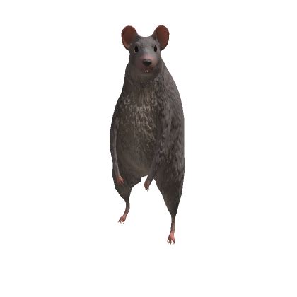 Rat - Roblox