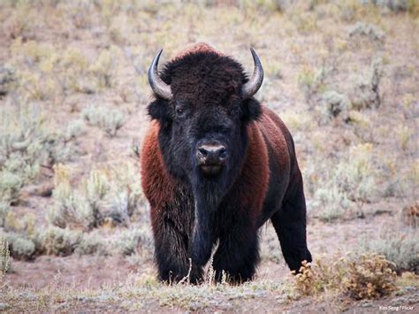 URGENT: Tell the National Park Service To Protect Yellowstone’s Wild Bison