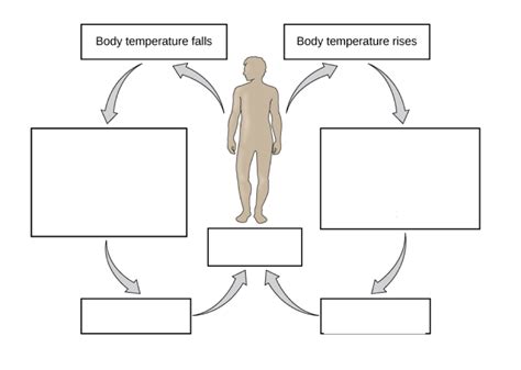 Body Temperature Homeostasis Diagram