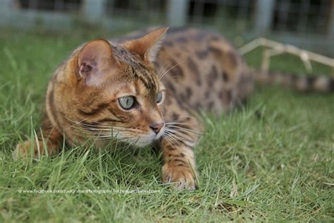 How long do bengal tabby cats live