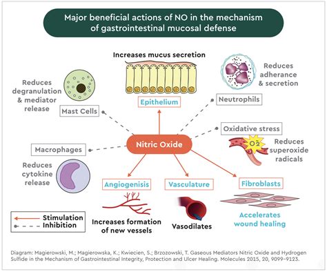 Nitric Oxide Benefits for Sex, Cardiovascular Disease, Immunity, and ...