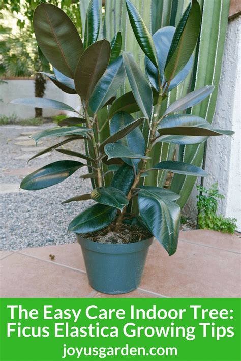 Rubber Plant: Growing Tips for this Easy Care Indoor Tree