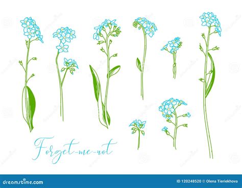 Myosotis Sylvatica or Forget-me-not. Stock Vector - Illustration of ...