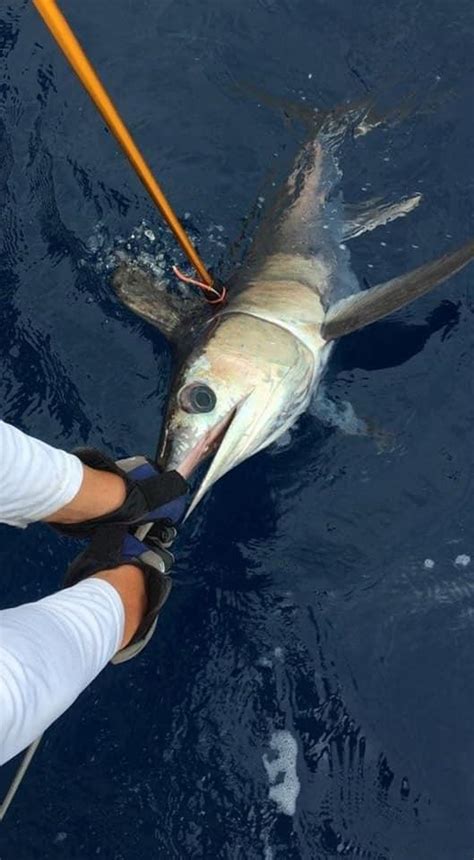 Techniques for Catching Swordfish Day or Night | Great Days Outdoors