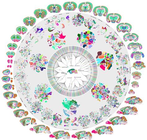 First Complete Cellular Map of a Mammalian Brain Reveals Over 5,300 ...