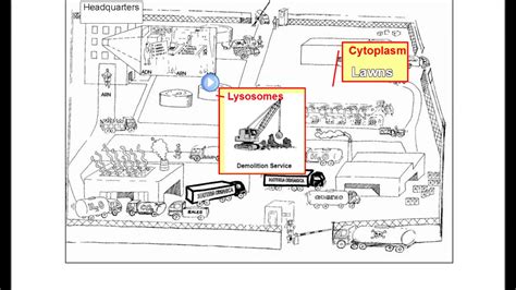 cell factory analogy - YouTube