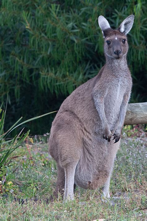 Western Grey Kangaroo Macropus fuliginosus