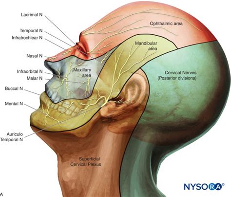 New Addition: Nerve Blocks of the Face - NYSORA