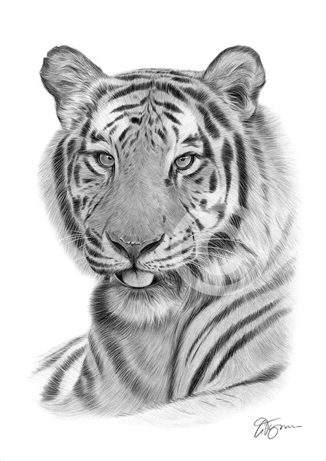 BENGAL TIGER Pencil Drawing Print A3 / A4 sizes signed by artist Gary ...