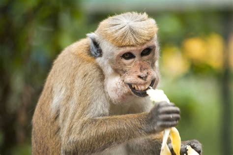 Image libre: singe, banane, mignon, manger, animal exotique