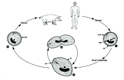 Cycle de Balantidium coli. | Download Scientific Diagram