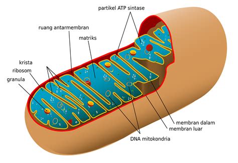 Mitokondria Fungsi Dan Proses Dosenbiologi | The Best Porn Website