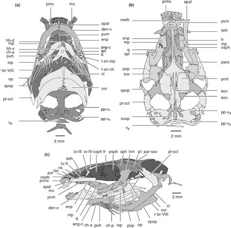 Figure 1 from Cranial morphology of the anguilliform clariid Channallabes apus (Günther, 1873 ...