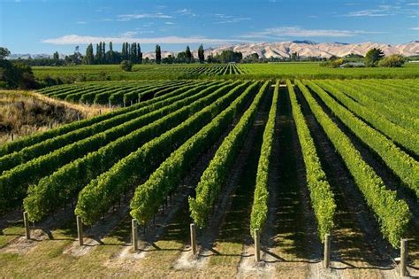 Half-Day Marlborough Wine Region Tour From Picton Or Blenheim: Triphobo