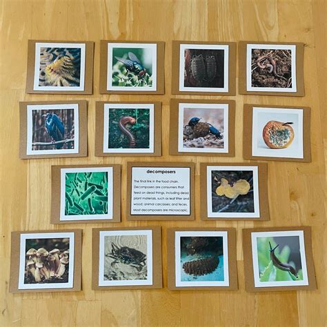 Decomposers and Scavengers Photo and Fact Cards Food Chain | Etsy