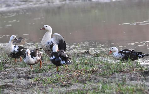 ANIMAL SIGHTED AT OUR LODGE The White-winged Wood Duck - Ecolodges Indonesia