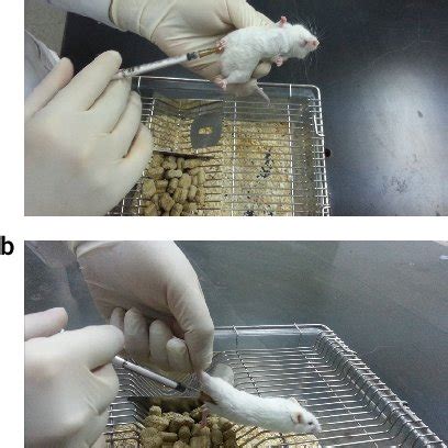 (PDF) Evaluation of a novel technique for intraperitoneal injections in ...