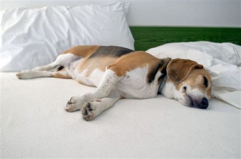 7 Dog Sleeping Positions: Conked-Out Canine Configurations