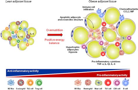 Adipokines and inflammation: is it a question of weight? - Francisco ...