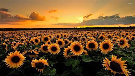 Summer Flower Sunsets Wallpapers - Wallpaper Cave