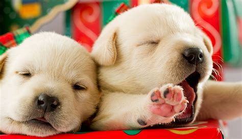 A Labrador Puppy For Christmas! - The Labrador Site