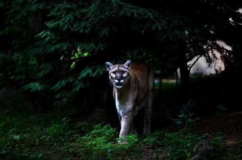 Knife-Wielding Polish Man Flees Into Woods, Hoping to Keep Pet Puma - The New York Times