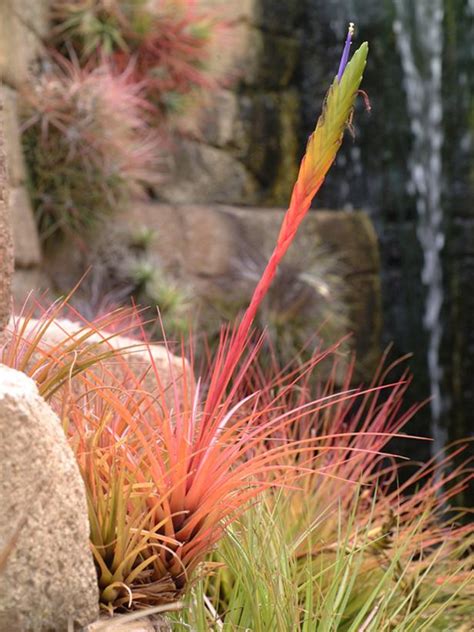 15 Tillandsia Varieties | HGTV