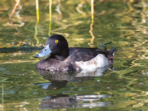 Tufted Duck | KuwaitBirds.org