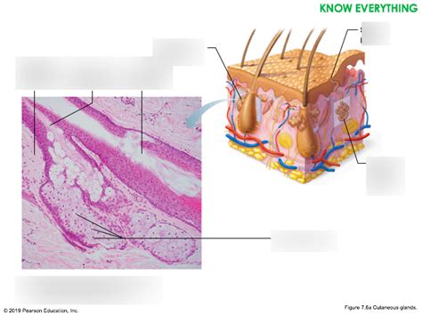 Cutaneous Glands # Diagram | Quizlet