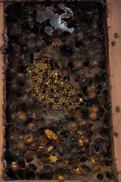 Stingless Bee Basics- What makes up a hive