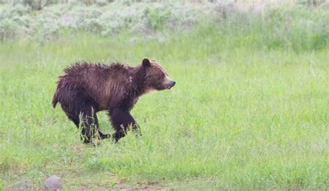 Secrets for finding Yellowstone wildlife - A Yellowstone Life