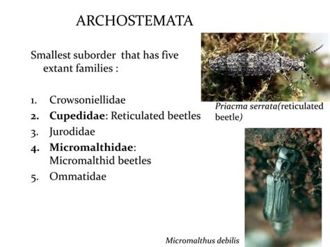 Classification of insects | PPT