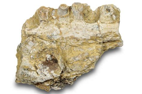 1.5" Permian Amphibian (Eryops) Fossil Jaw Section - Texas (#251366 ...