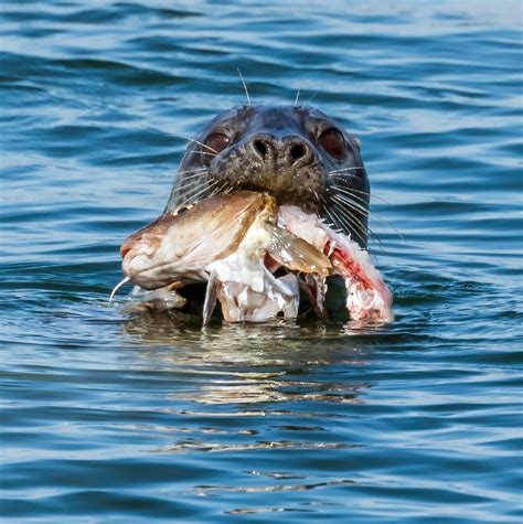 Harp Seal Eating