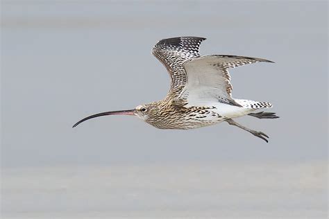 Eurasian Curlew Archives - Shanghai Birding 上海观鸟