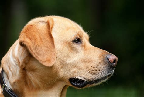 Free Images : puppy, profile, pet, nose, golden retriever, snout ...