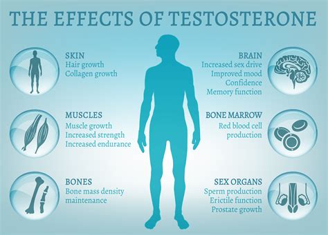 Testosterone – action and testosterone boosters. Testosterone as doping