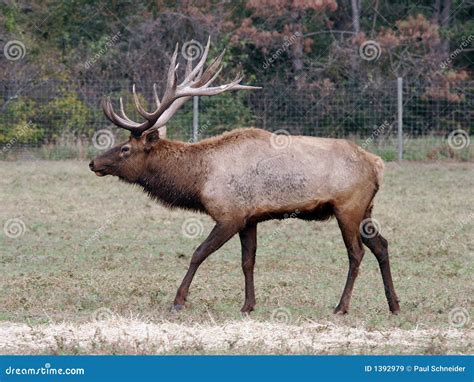 Elk Wapiti Bull Antlers Royalty Free Stock Images - Image: 1392979